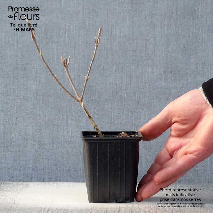 Callicarpa bodinieri Magical Snowstar Kolmsnostar 8/9 cm pot sample as delivered in spring