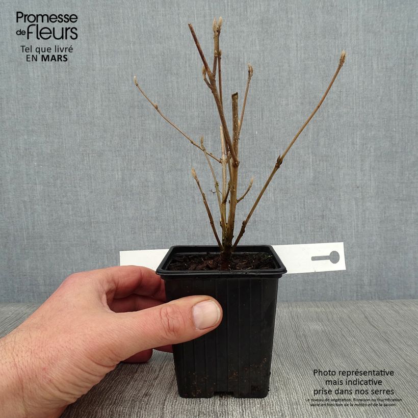 Callicarpa bodinieri Magical Snowstar Kolmsnostar 8/9 cm pot sample as delivered in winter