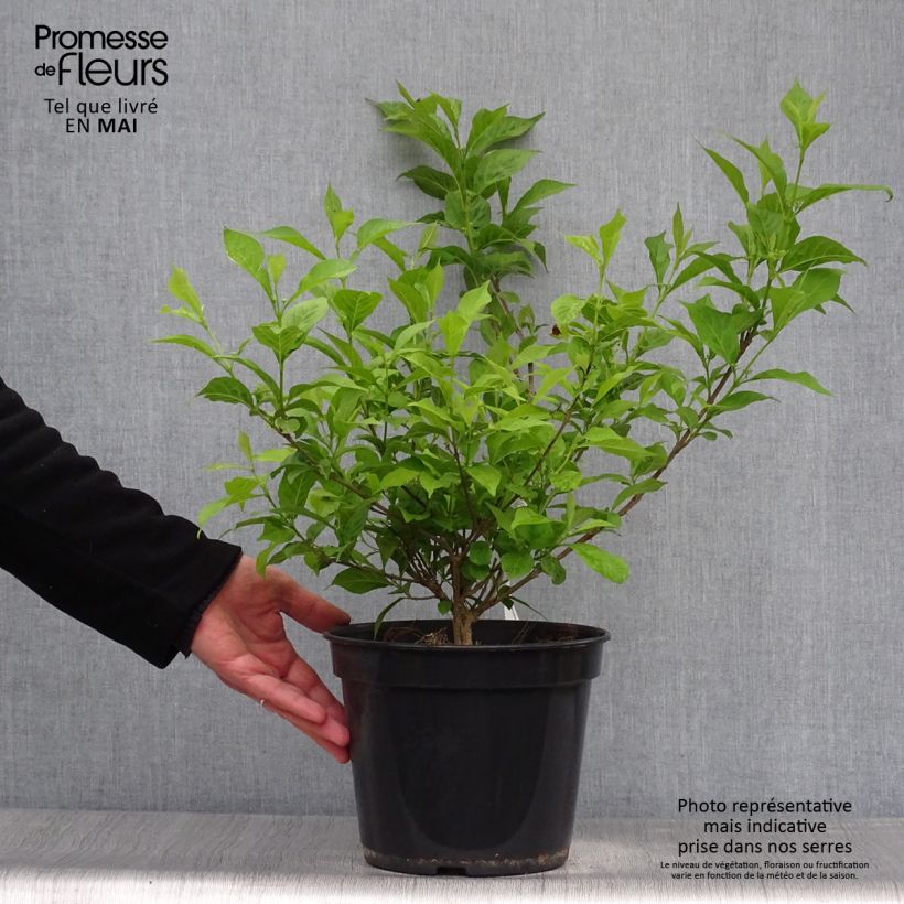 Callicarpa bodinieri Magical Snowstar Kolmsnostar 3L/4L pot sample as delivered in spring