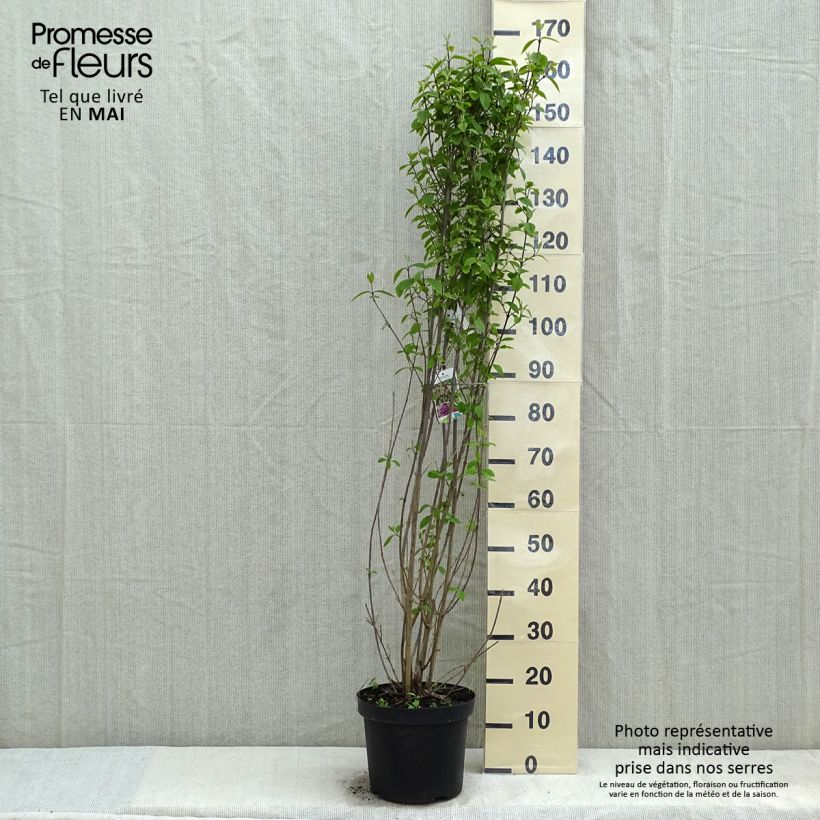 Callicarpa bodinieri var. giraldii Profusion 7.5L/10L pot sample as delivered in spring