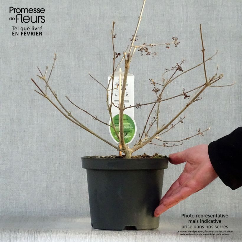 Callicarpa bodinieri var. giraldii Profusion 2L/3L pot sample as delivered in winter