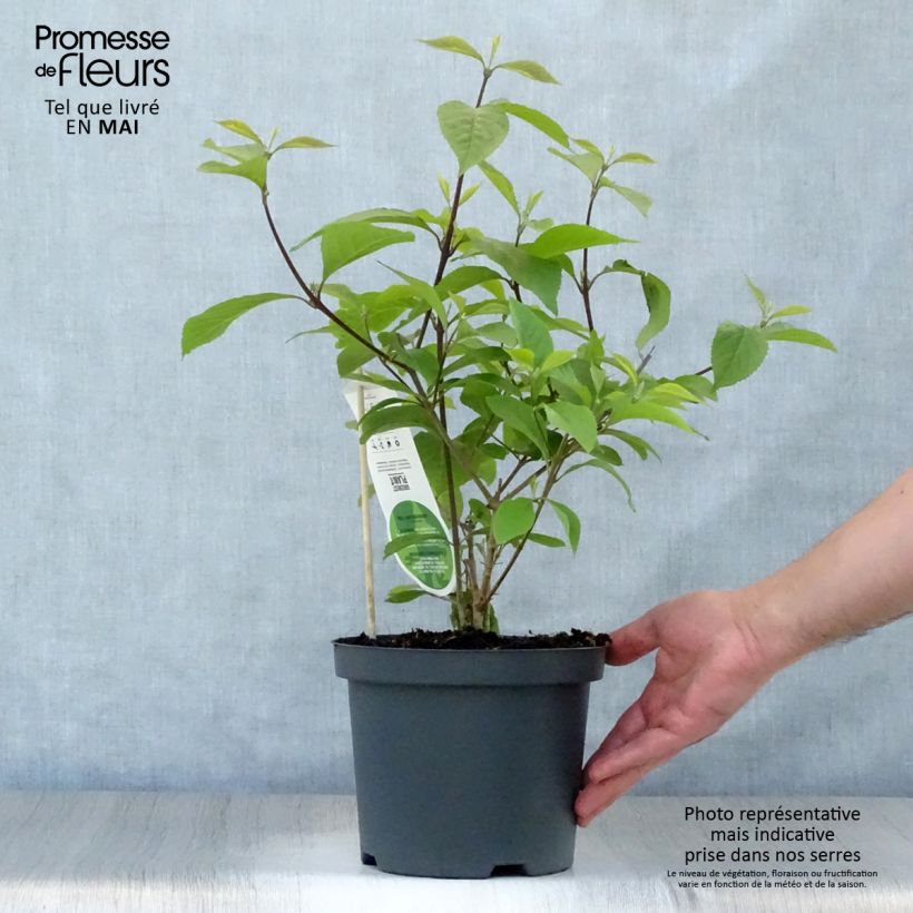 Callicarpa bodinieri var. giraldii Profusion 2L/3L pot sample as delivered in spring