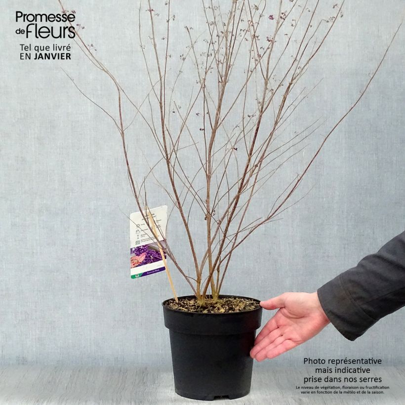 Callicarpa dichotoma Issai 3L/4L pot sample as delivered in winter