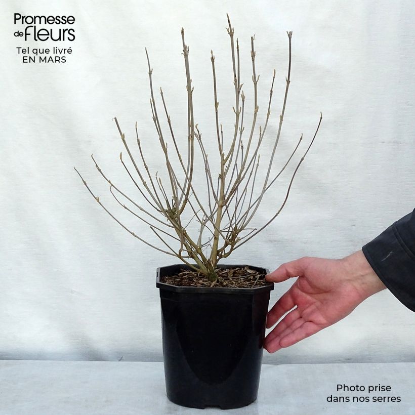 Callicarpa japonica 4L/5L pot sample as delivered in spring