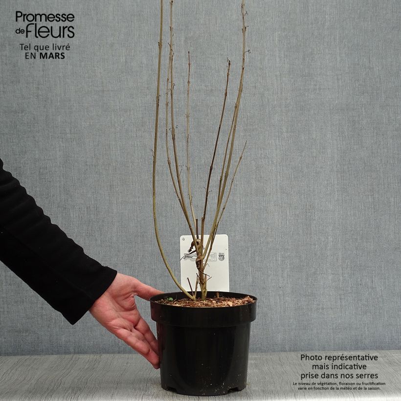 Callicarpa kwangtungensis 2L/3L pot sample as delivered in winter