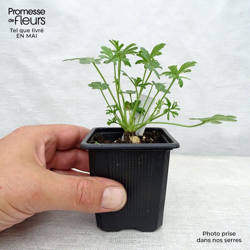 Callirhoe involucrata - Winecup 8/9 cm pot sample as delivered in spring