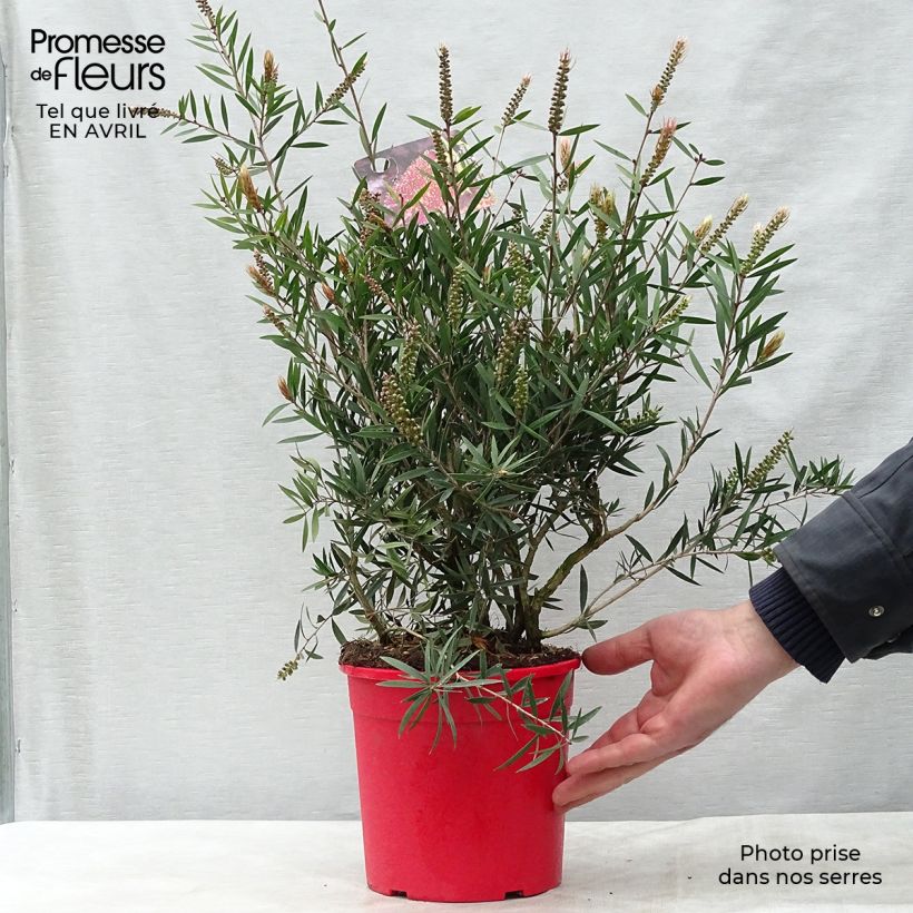 Callistemon citrinus Burgundy - Bottlebrush 3L/4L pot, Bush sample as delivered in spring