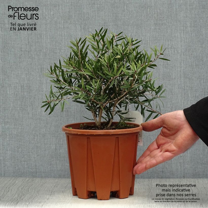 Callistemon citrinus Burgundy - Bottlebrush 3L/4L pot sample as delivered in winter