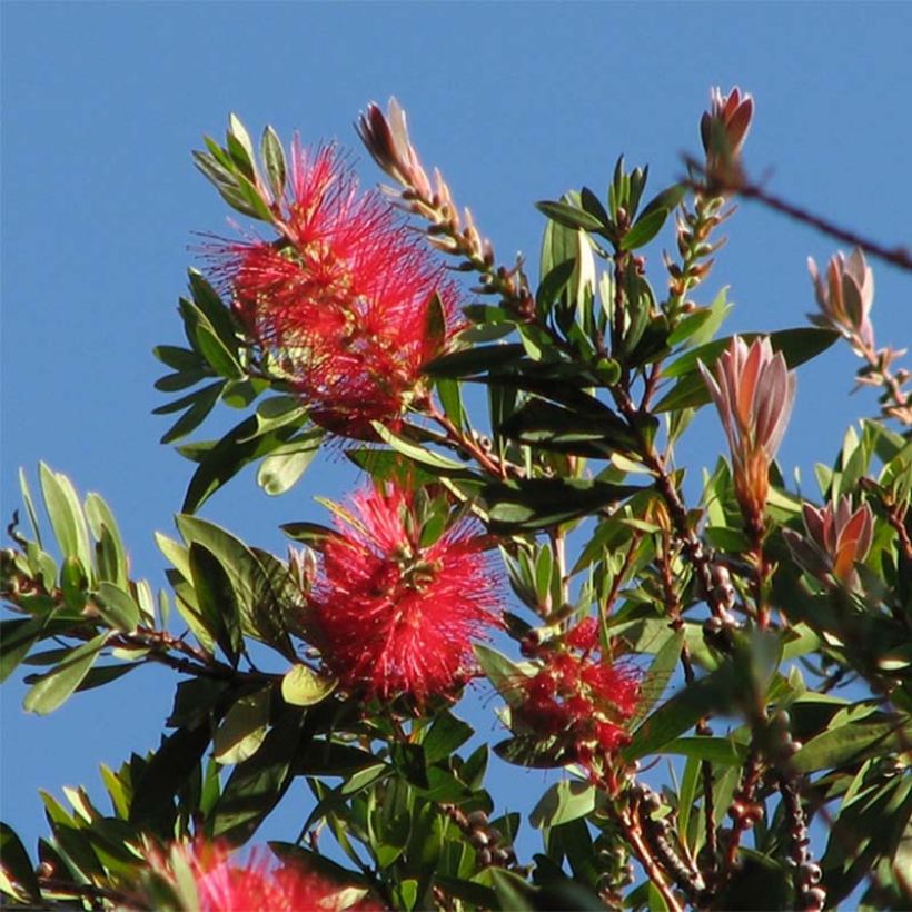 Callistemon citrinus Splendens - Bottlebrush (Flowering)