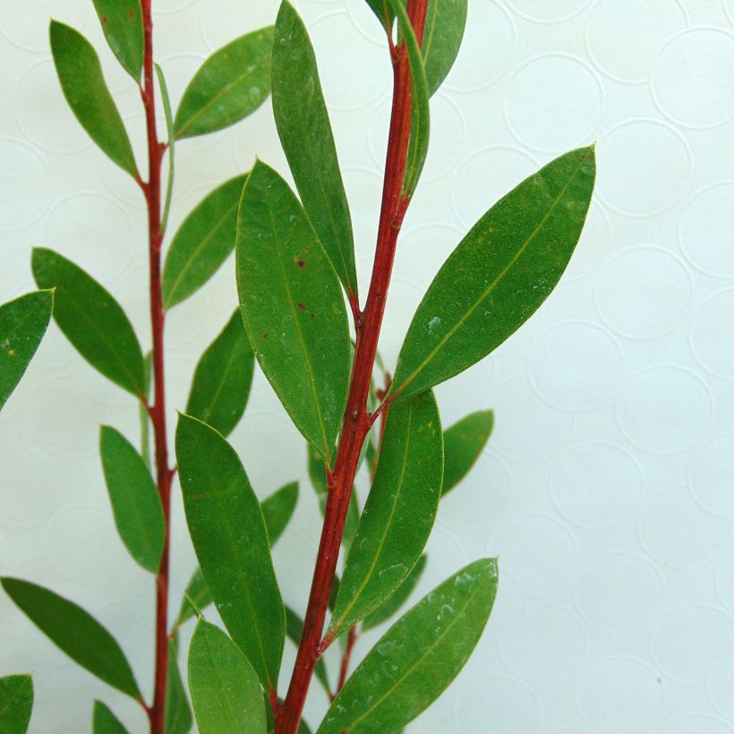 Callistemon citrinus Splendens - Bottlebrush (Foliage)