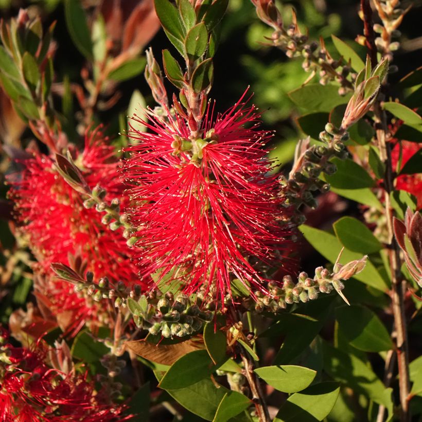 Callistemon citrinus Splendens - Bottlebrush (Flowering)
