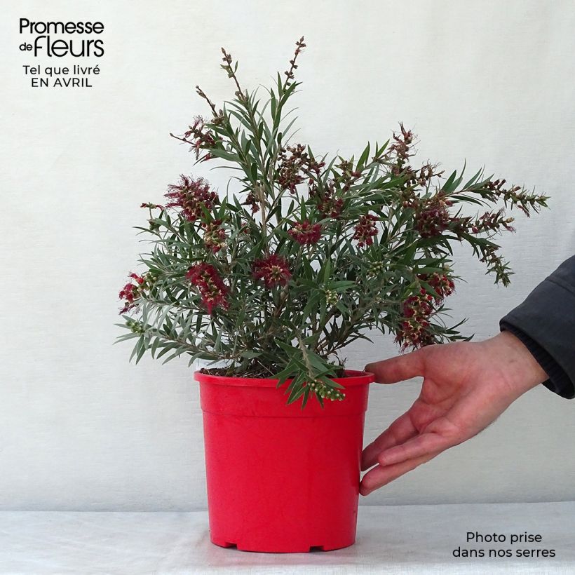 Callistemon masotti Mini Red - Bottlebrush 3L/4L pot, Bush sample as delivered in spring