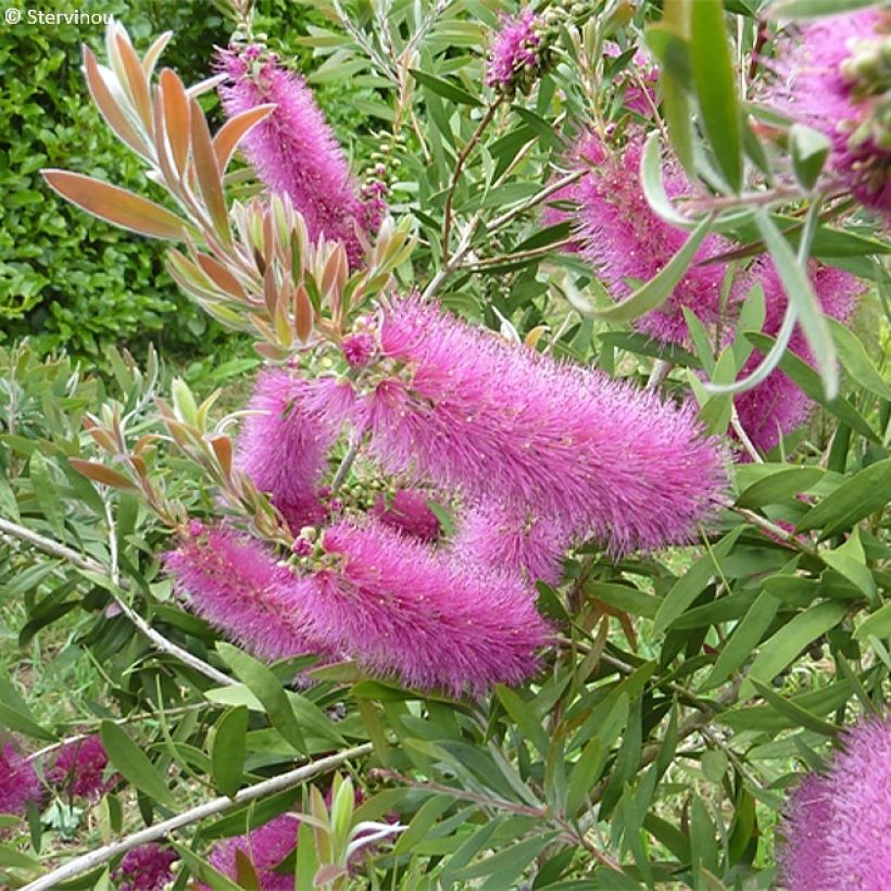 Callistemon salignus Perth Pink - Bottlebrush (Flowering)