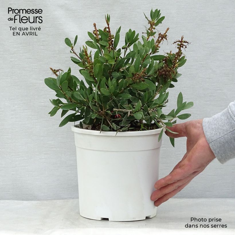 Callistemon salignus White - Bottlebrush 2L/3L pot sample as delivered in spring