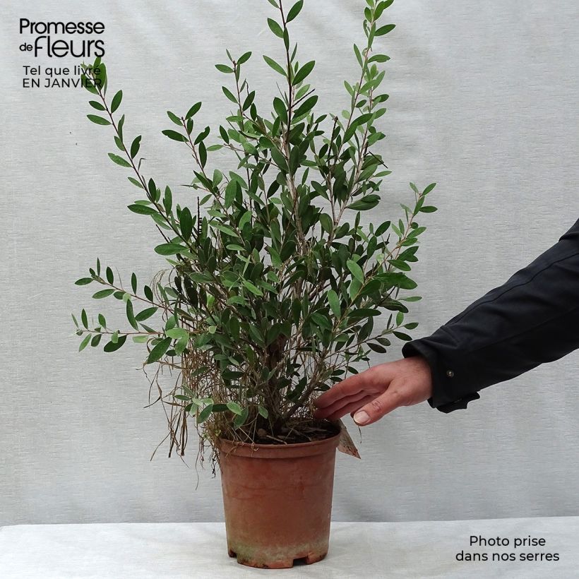 Callistemon viminalis Bright Pink - Bottlebrush 3L/4L pot sample as delivered in winter