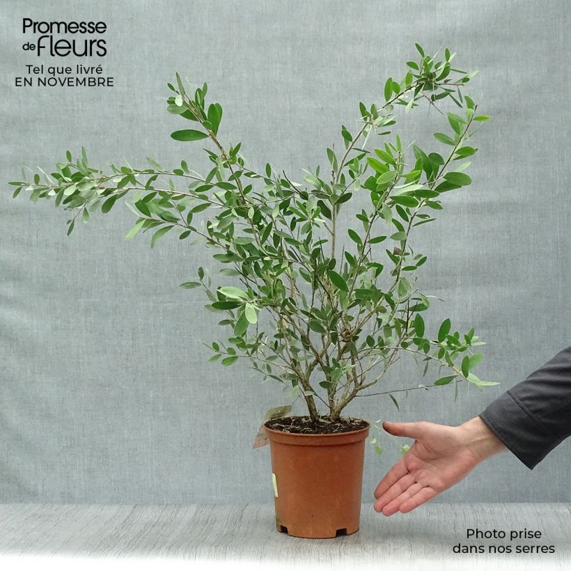 Callistemon viminalis Bright Pink - Bottlebrush 3L/4L pot sample as delivered in autumn