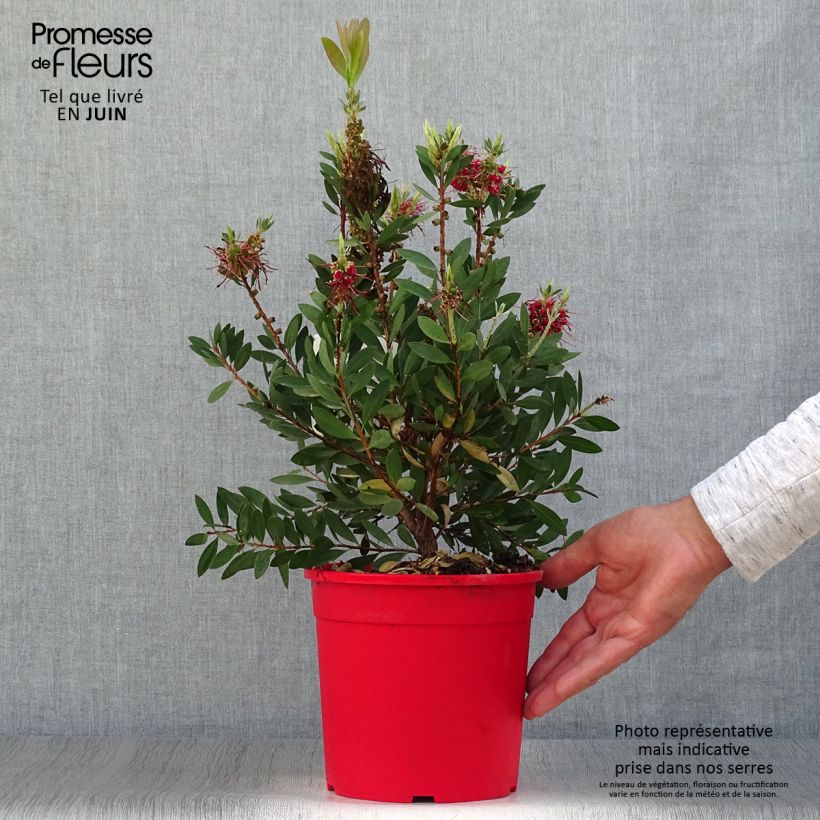 Callistemon viminalis Bright Pink - Bottlebrush 3L/4L pot, Bush sample as delivered in summer