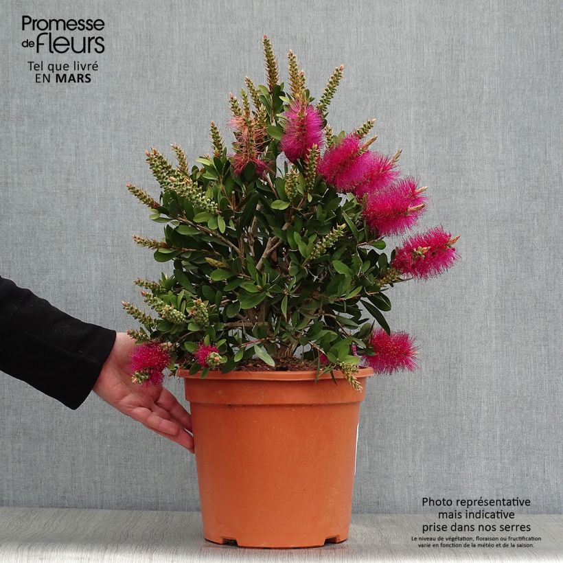 Callistemon viminalis Bright Pink - Bottlebrush 7.5L/10L pot sample as delivered in spring