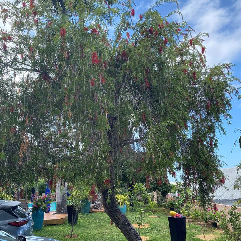 Callistemon viminalis Hannah Ray - Weeping bottlebrush (Plant habit)