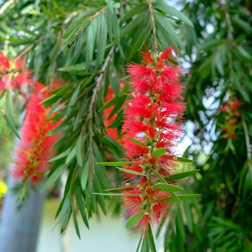Callistemon viminalis - Bottlebrush (Flowering)