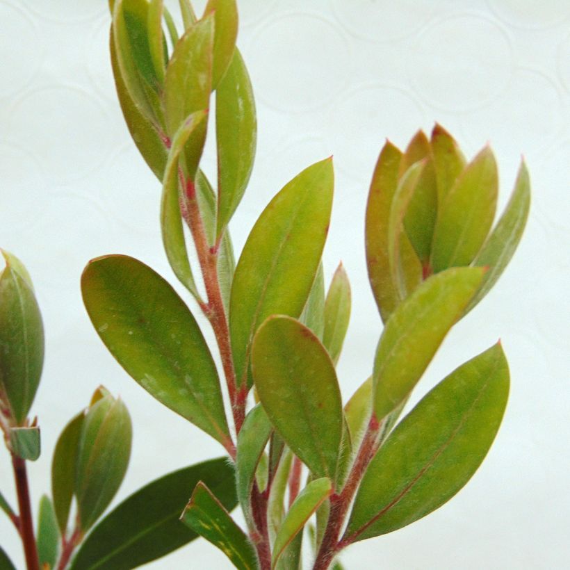 Callistemon laevis - Bottlebrush (Foliage)