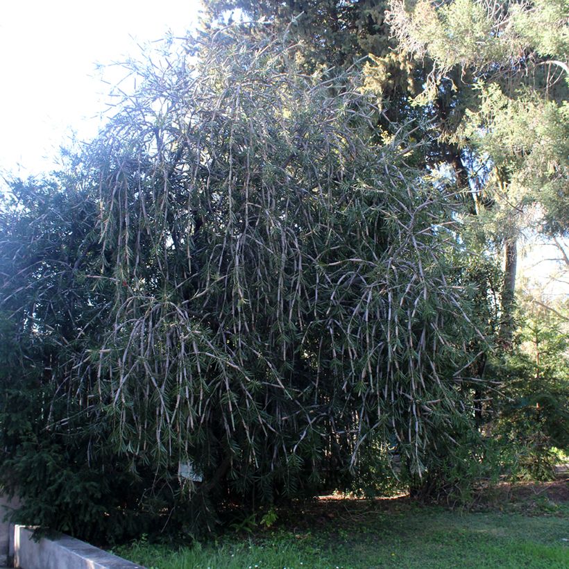 Callistemon laevis - Bottlebrush (Plant habit)