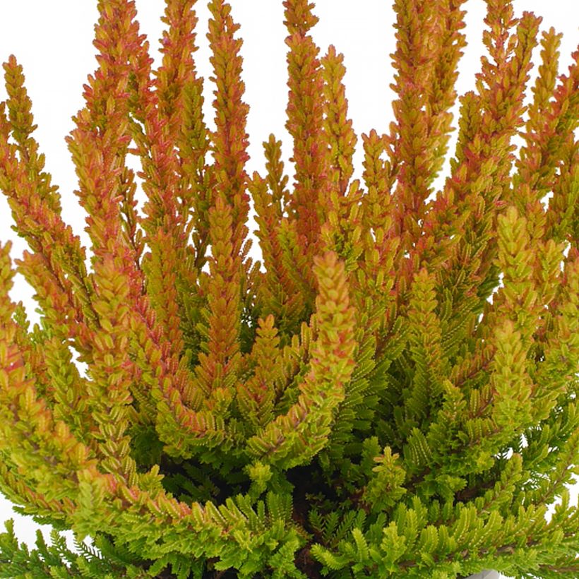 Calluna vulgaris Garden Girls Zoe - Heather (Foliage)