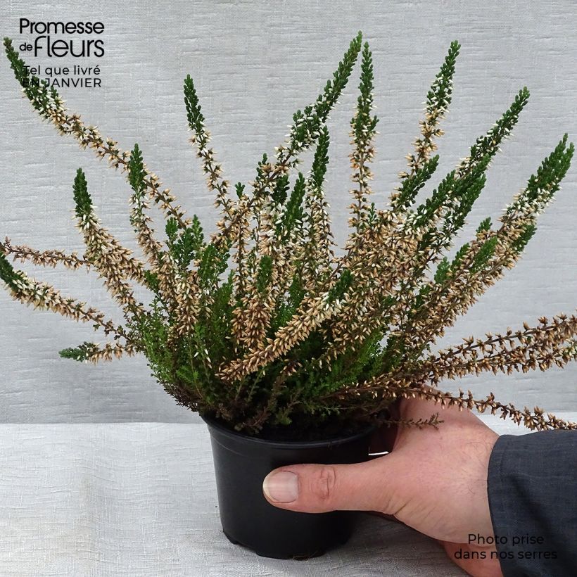 Calluna vulgaris Alba - Heather 8/9 cm pot sample as delivered in winter