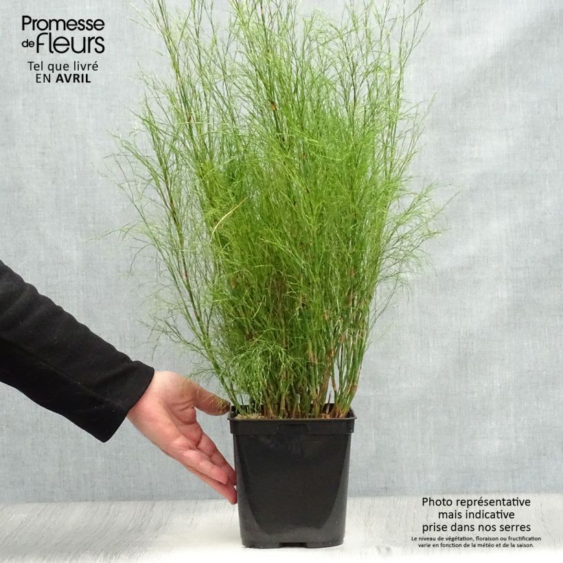 Calopsis paniculata - Paniculate restio 2L/3L pot sample as delivered in spring