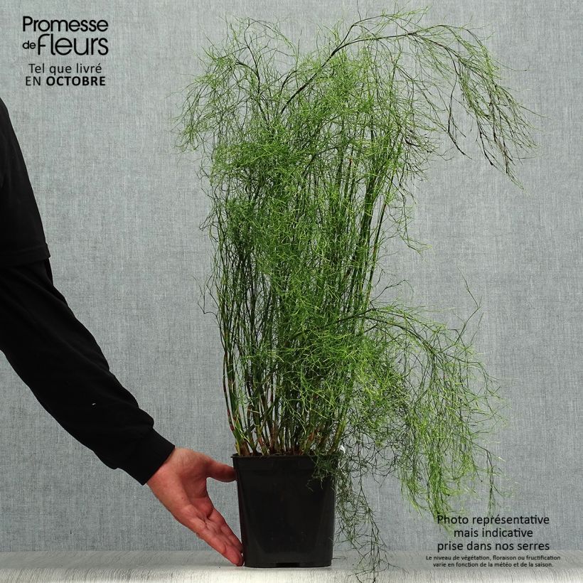Calopsis paniculata - Paniculate restio 2L/3L pot sample as delivered in autumn