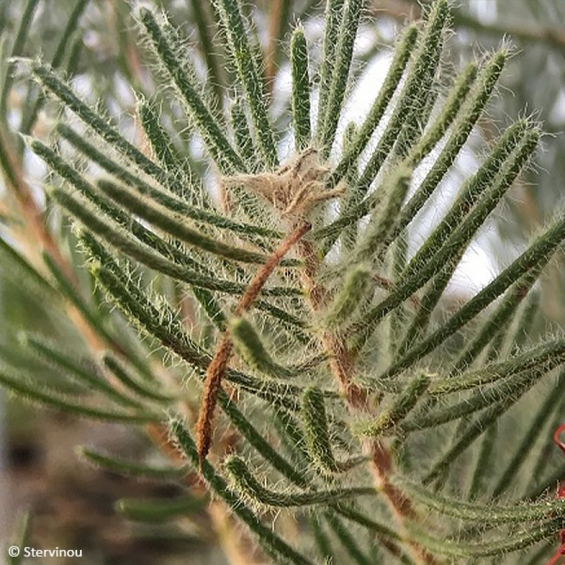 Calothamnus quadrifidus (Foliage)