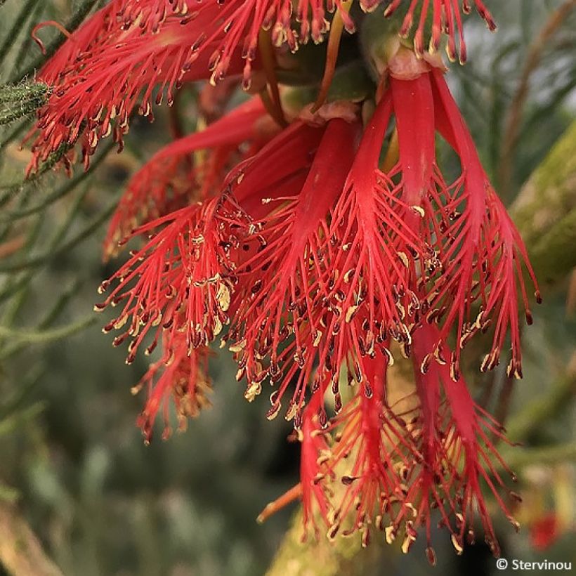 Calothamnus quadrifidus (Flowering)