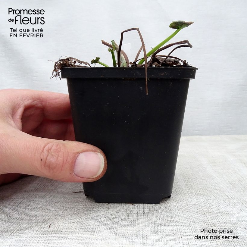 Caltha palustris Polypetala 8/9 cm pot sample as delivered in winter