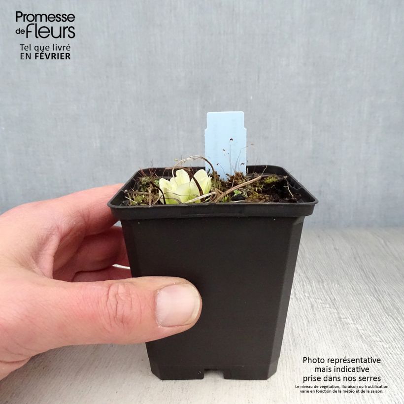 Caltha palustris var. alba 8/9 cm pot sample as delivered in winter