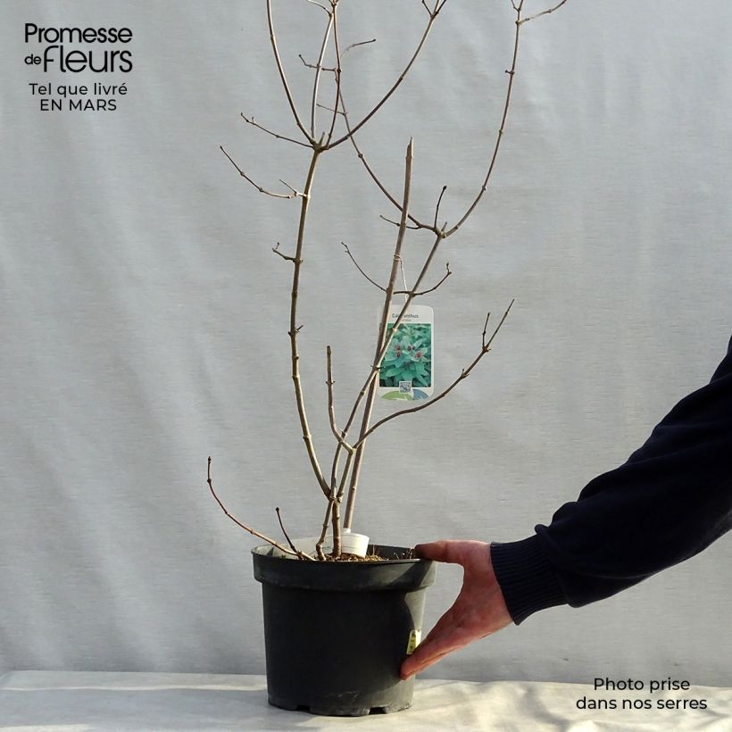 Calycanthus floridus - Sweetshrub 4L/5L pot sample as delivered in spring