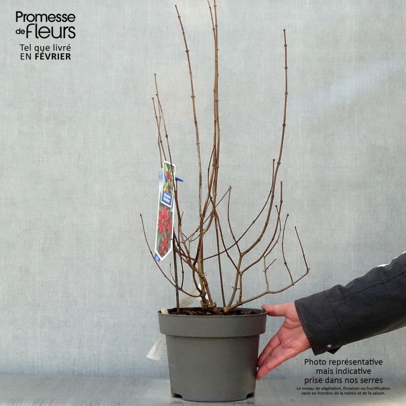 Calycanthus floridus - Sweetshrub 4L/5L pot sample as delivered in winter