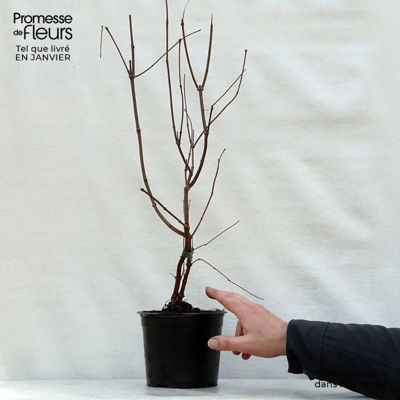 Calycanthus floridus - Sweetshrub 2L/3L pot sample as delivered in winter