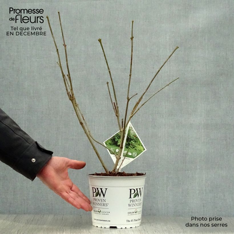 Calycanthus raulstonii Aphrodite- Sweetshrub 2L/3L pot sample as delivered in winter