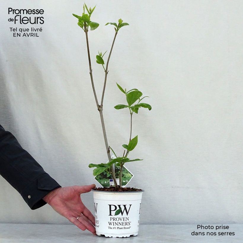 Calycanthus raulstonii Aphrodite- Sweetshrub 2L/3L pot sample as delivered in spring