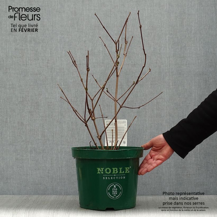 Calycanthus raulstonii Hartlage Wine- Sweetshrub 7.5L/10L pot sample as delivered in winter