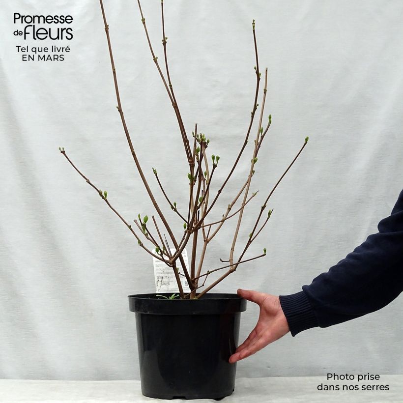 Calycanthus raulstonii Hartlage Wine- Sweetshrub 7.5L/10L pot sample as delivered in spring