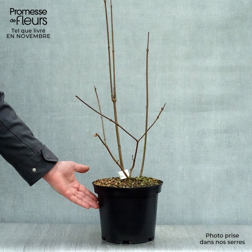 Calycanthus raulstonii Hartlage Wine- Sweetshrub 3L/4L pot sample as delivered in autumn