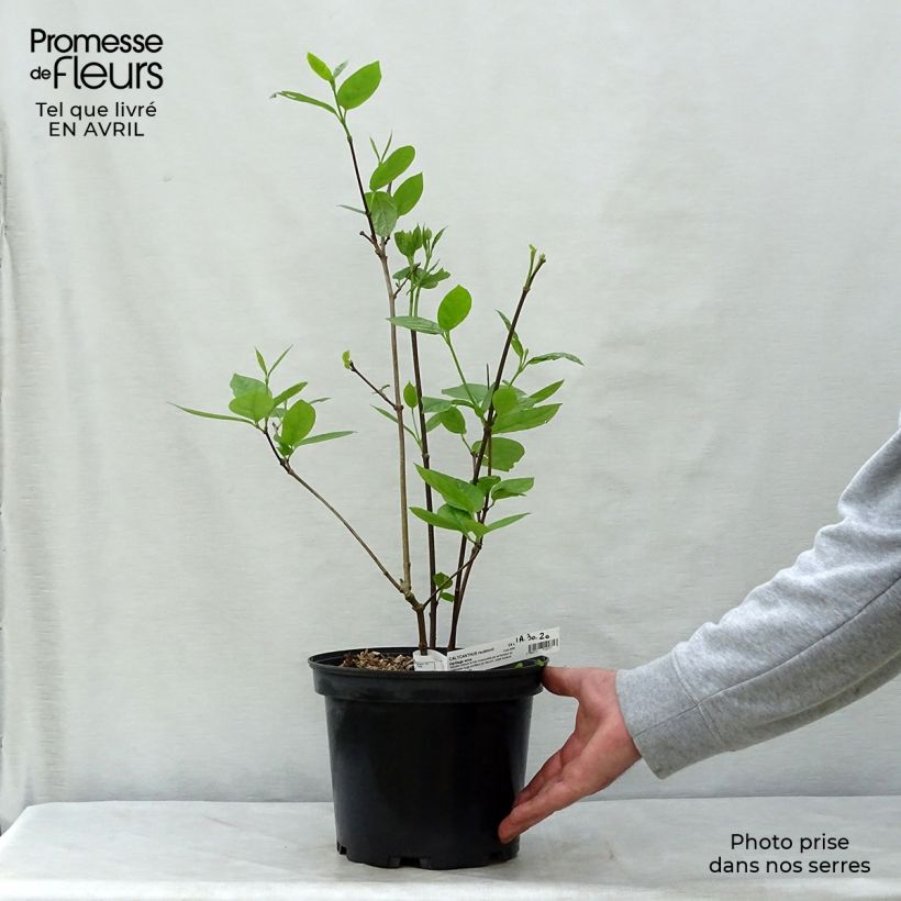 Calycanthus raulstonii Hartlage Wine- Sweetshrub 3L/4L pot sample as delivered in spring