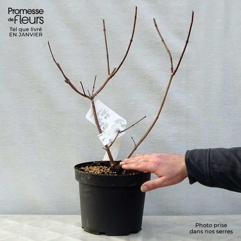 Calycanthus raulstonii Hartlage Wine- Sweetshrub 3L/4L pot sample as delivered in winter