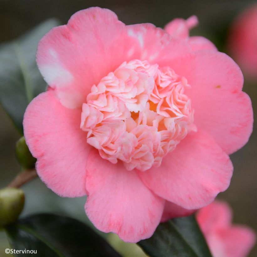 Camellia japonica Baby Sis Pink (Flowering)