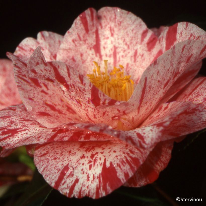 Camellia japonica Betty Foy Sanders (Flowering)