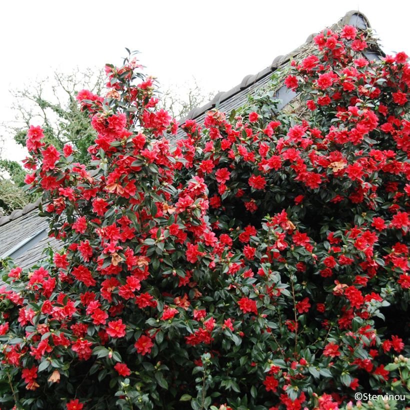 Camellia williamsii Freedom Bell (Plant habit)