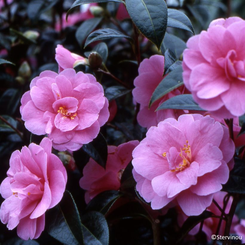 Camellia Inspiration  (Flowering)