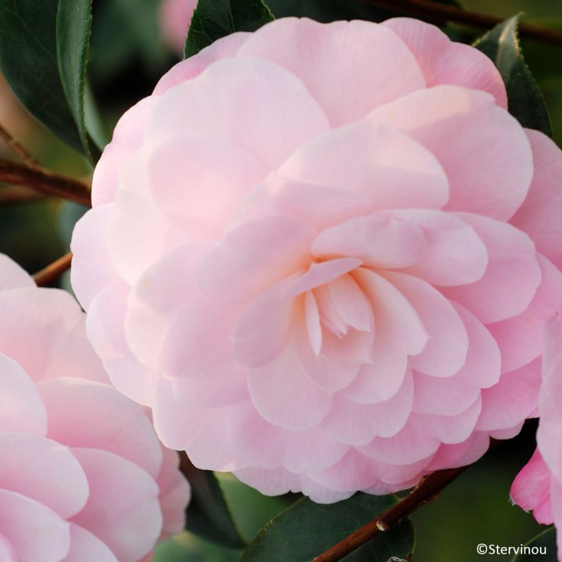 Camellia williamsii Mimosa Jury (Flowering)