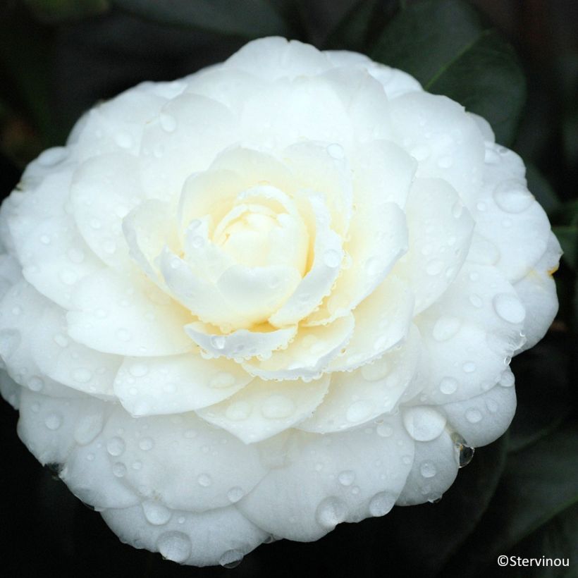 Camellia japonica Satsuma (Flowering)